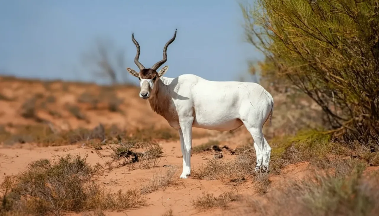 Close-up of an Oryx in its natural habitat