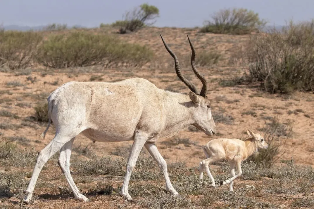 Park museum displaying local fauna