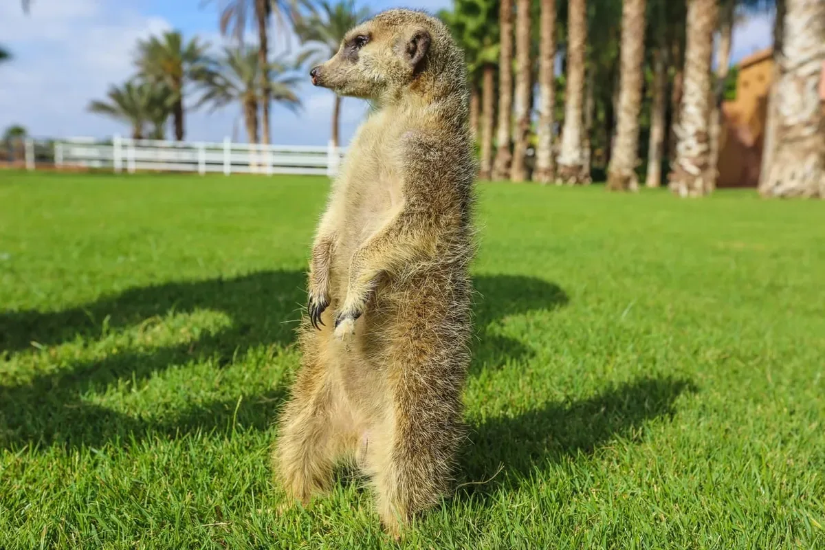 Enfants s'amusant avec les animaux du parc