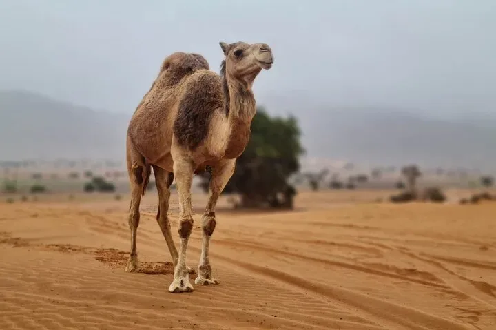 Tiznit medina ramparts visited on Agadir Mini Sahara tour