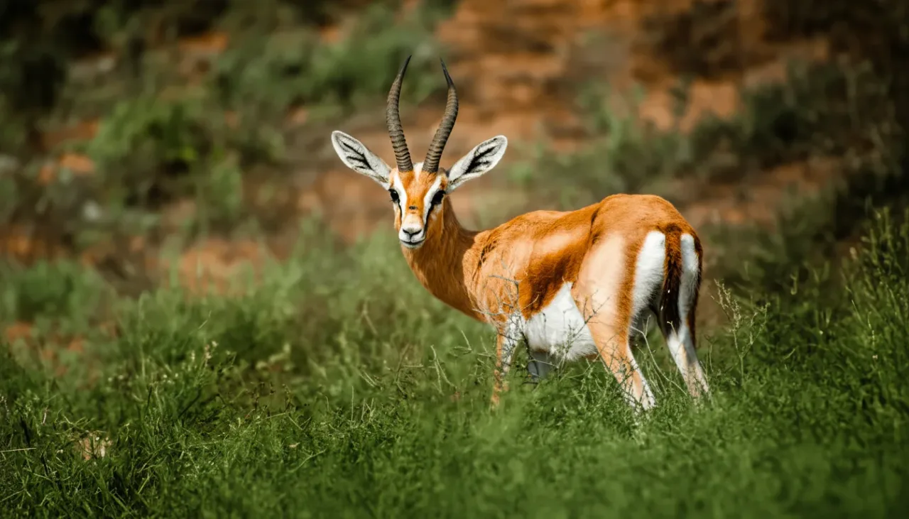 Souss Massa National Park Safari: A Wild Agadir Escape