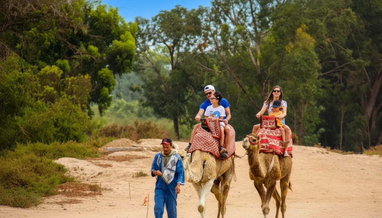 Camel caravan walking along the banks of Souss River
