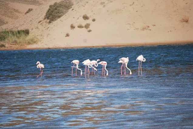 Souss-Massa National Park Wildlife Safari